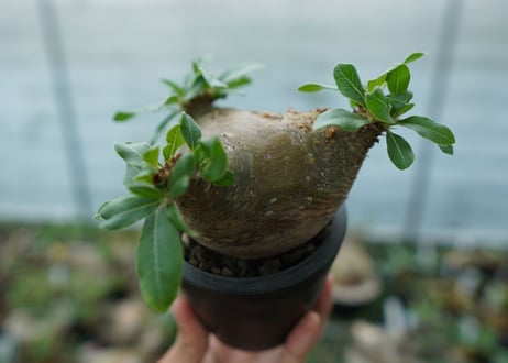 パキポディウム　マカイエンセ　Pachypodium makayense No.3