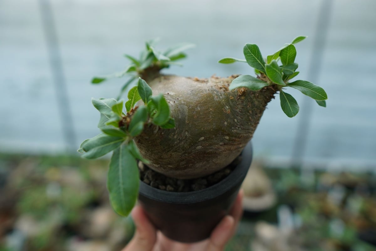 パキポディウム マカイエンセ Pachypodium makayense No.3 | man