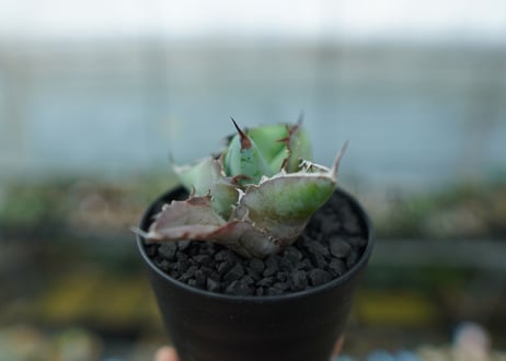 アガベ　チタノタ　 ブラックアンドブルー 　Agave titanota black and blue　No.11