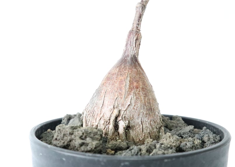 フォッケア ツゲレンシス | mana's farm:塊根植物・アガベ・ドライ