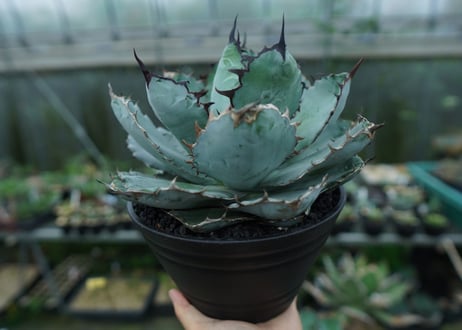 アガベ　チタノタ　 ブラックアンドブルー 　Agave titanota black and blue　No.1