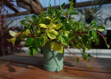 ペペロミア　グラベラ　Peperomia glabella