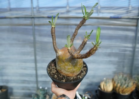 パキポディウム　グラキリス　 Pachypodium Gracilius　No.1