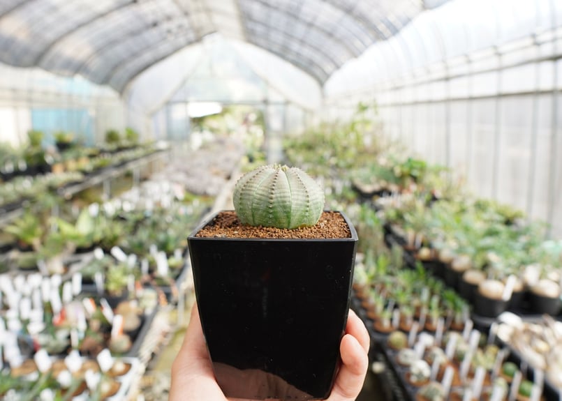 ユーフォルビア オベサ | mana's farm:塊根植物・アガベ・ドライ