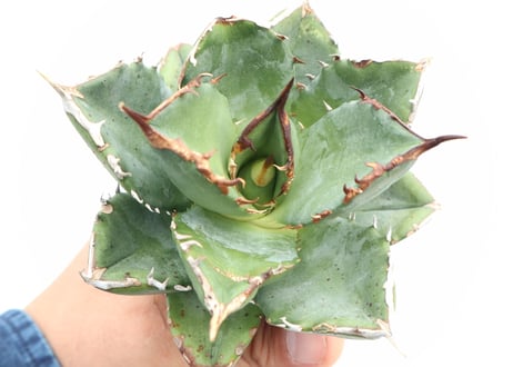 Agave titanota FO-76 compacta dwarf  no.８