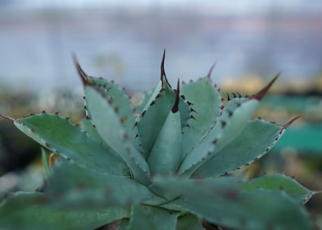 アガベ　吉祥冠　Agave potatorum No.1