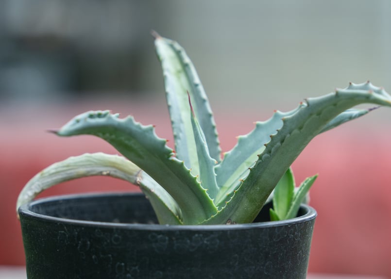 アガベ エクスパンサ パリーダ | mana's farm:塊根植物・アガベ