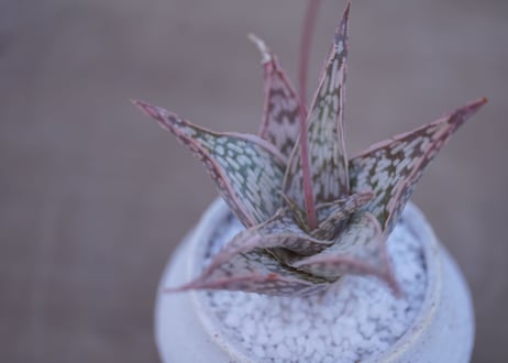 アロエ　ドリアンフレーク Aloe rauhii 'Dorian-flake'