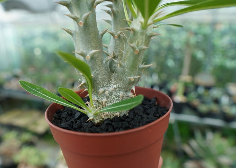 パキポディウム デンシフローラム Pachypodium densiflorum No.3 |