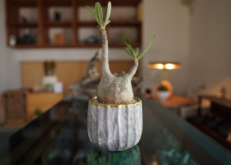 パキポディウム　グラキリス　 Pachypodium Gracilius