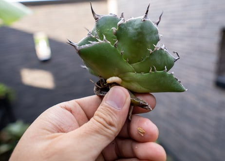 Agave ハデス 黒獄 Ｂ NO.1