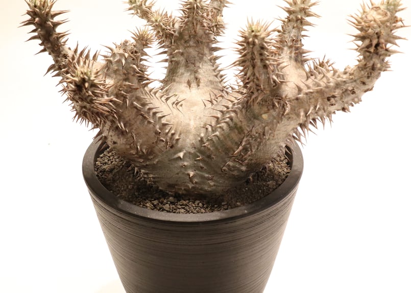 パキポディウム ホロンベンセ | mana's farm:塊根植物・アガベ・ドライ