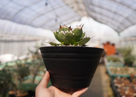 agave titanota 　dwarf　No.2