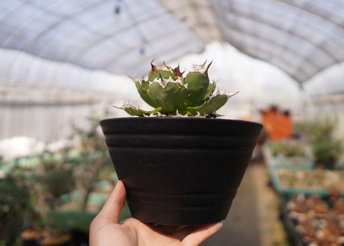 agave titanota dwarf No.2 | mana's farm:塊根植物・ア