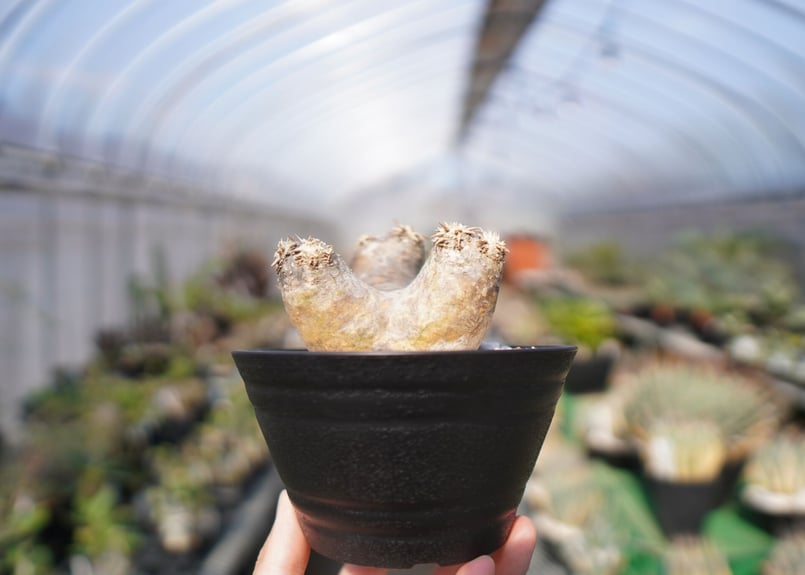 パキポディウム エブレネウム Pachypodium eburneum ① パキポディウム エブレネウム(実生) / Pachypodium eburneum no