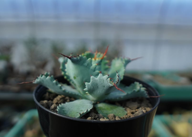 アガベ ポタトラム ”スポーン” agave potatorum 