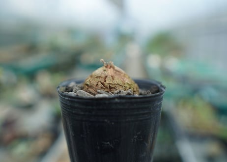 亀甲竜　Dioscorea elephantipes　No.9