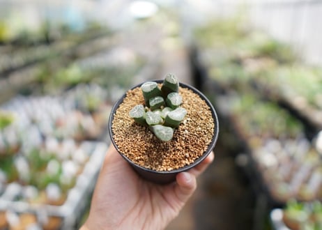 ママノエル 札付き 子株つき  多肉 CATEGORY 多肉植物 | mana's farm:塊根植物・アガベ・ドライ