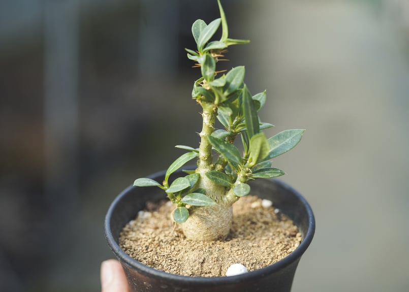 パキポディウム サキュレンタム | mana's farm:塊根植物・アガベ