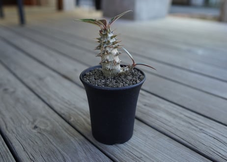 パキポディウム　バロニー　Pachypodium baronii