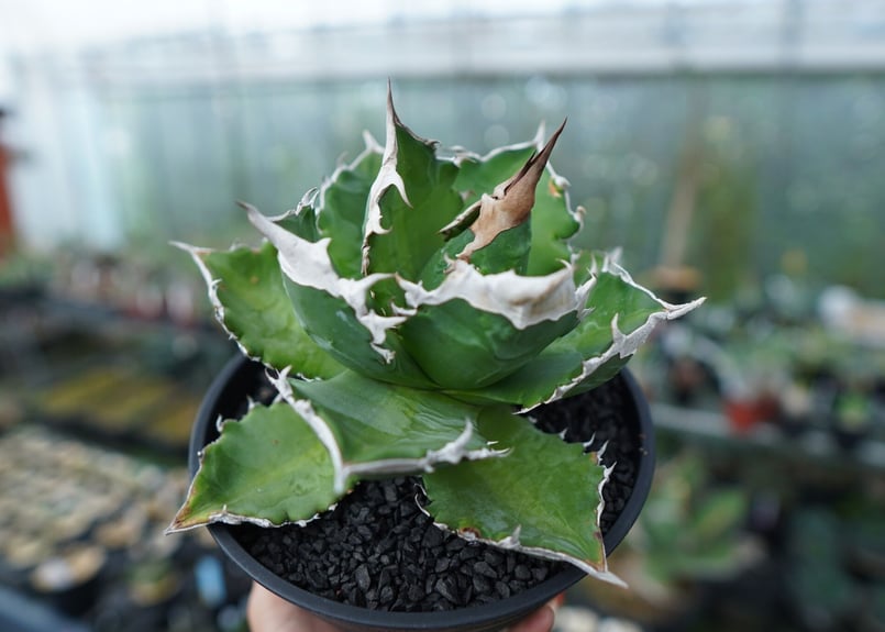 アガベ チタノタ 白火焔 agave titanota white fire | mana's