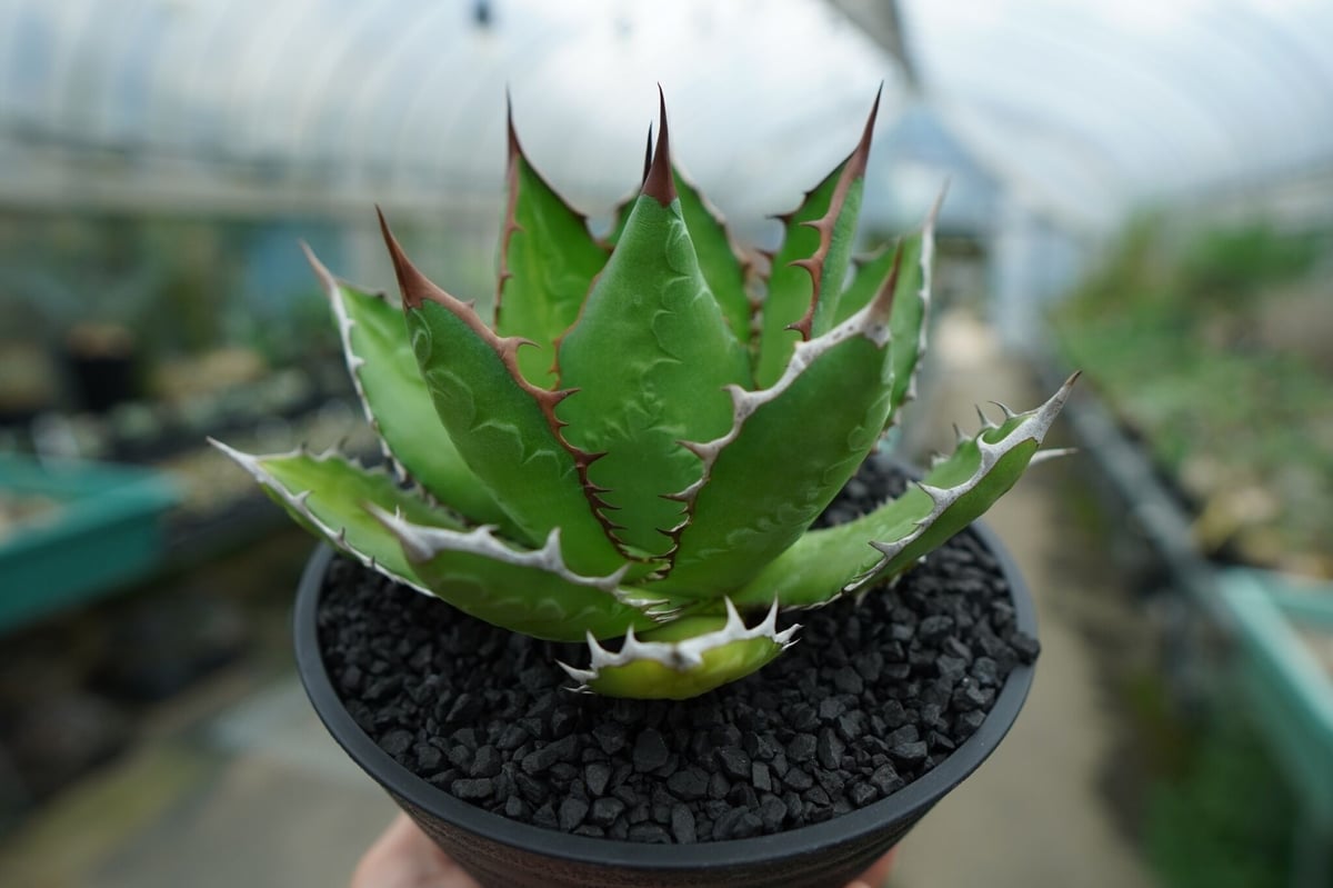 福田修平 鉢 植木鉢 パキプス アガベ グラキリス 福田修平 鉢 植木鉢 パキプス アガベ グラキリス