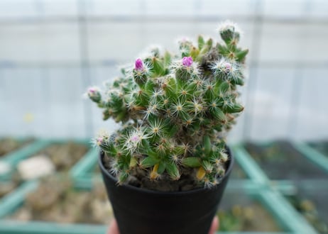 トリコディアデマ　デンサム　Trichodiadema densum