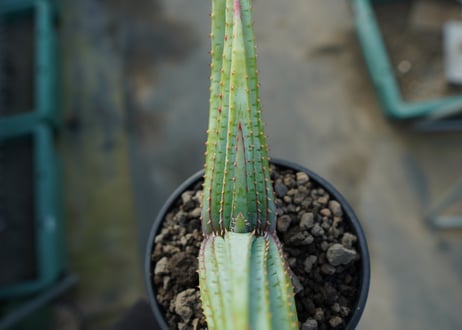 アロエ　スプラフォリアータ　Aloe suprafoliata