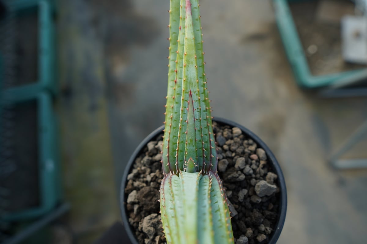 アロエ スプラフォリアータ Aloe suprafoliata | mana's farm:塊