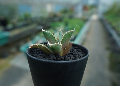 アガベ　チタノタ　FO-76　agave titanota  FO-76　No.9