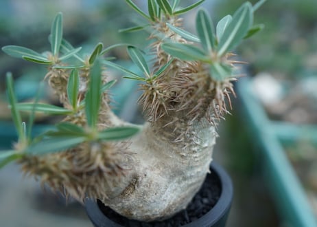 パキポディウム　デンシフローラム Pachypodium densiflorum   No.2