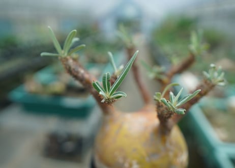 パキポディウム　グラキリス　 Pachypodium Gracilius  No.1