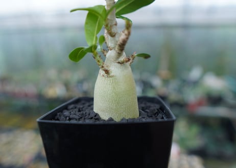 アデニウム　Adenium　No.2