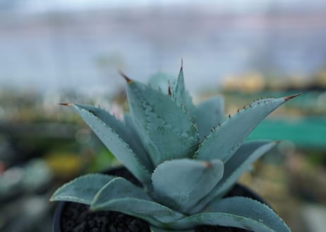 アガベ　ドラゴントゥース　Agave Dagontoes　No.6