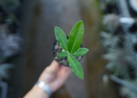 フォッケア　エデュリス　Fockea edulis　No.2