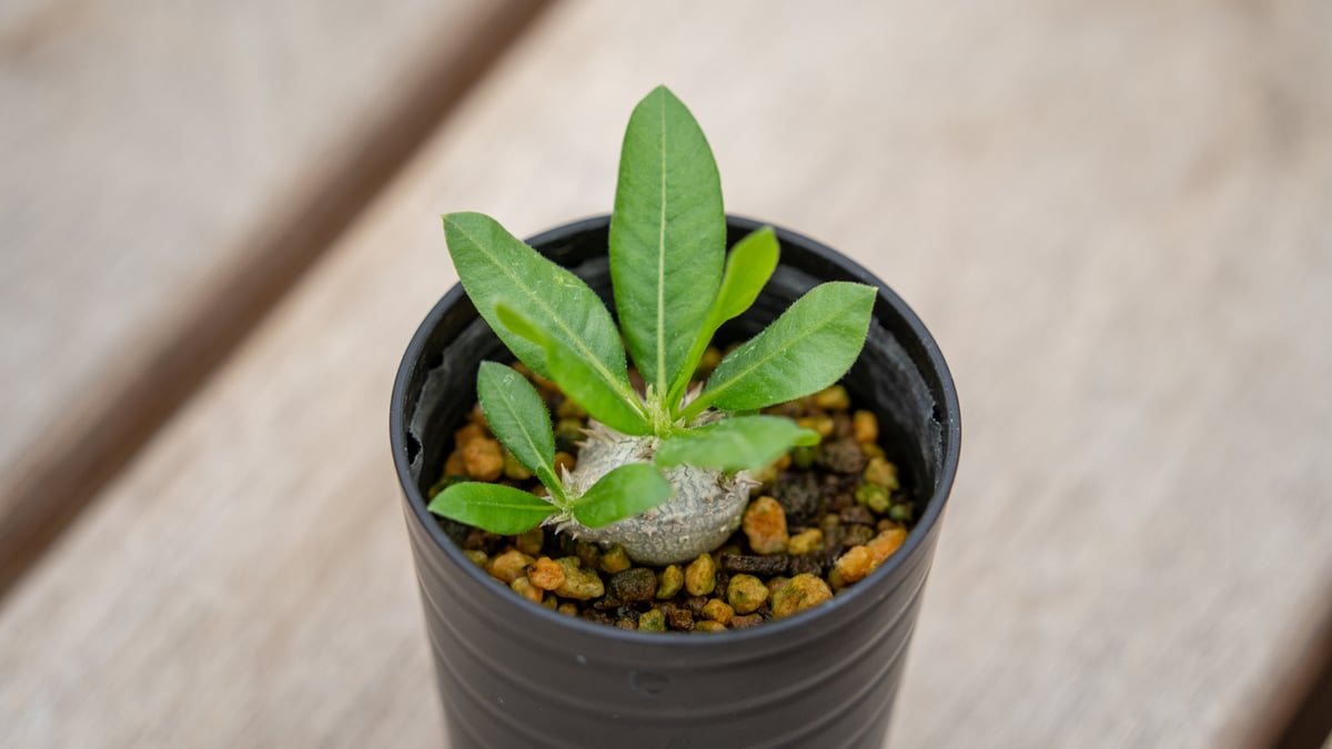 タロウ様向け】パキポディウム ブレビカウレ 自宅採種種子 100 粒