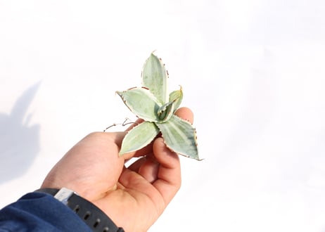 Agave 兜蟹錦  no.2