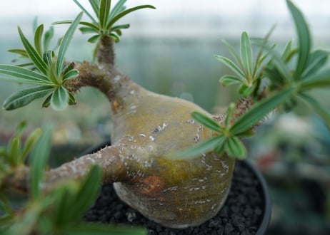 パキポディウム　グラキリス　 Pachypodium Gracilius  No.4