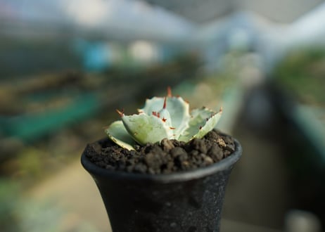 アガベ　兜蟹錦　Agave isthmensis “Kabutogani” variegata  No.3