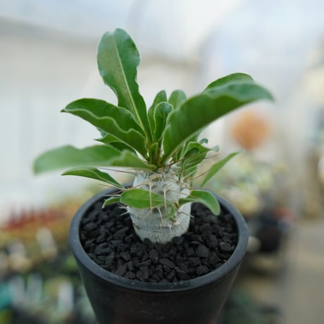 サンデルシー | STORES