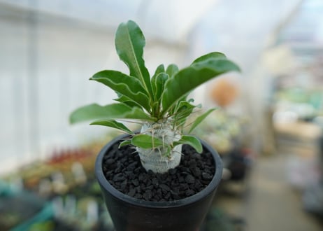 パキポディウム　サンデルシー　Pachypodeium saundersii  No.1