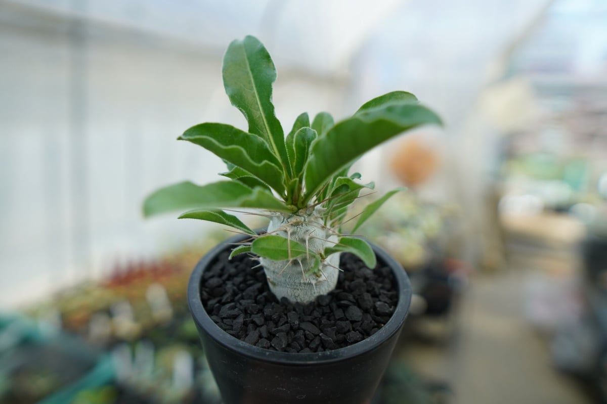 パキポディウム サンデルシー Pachypodeium saundersii No.1 |