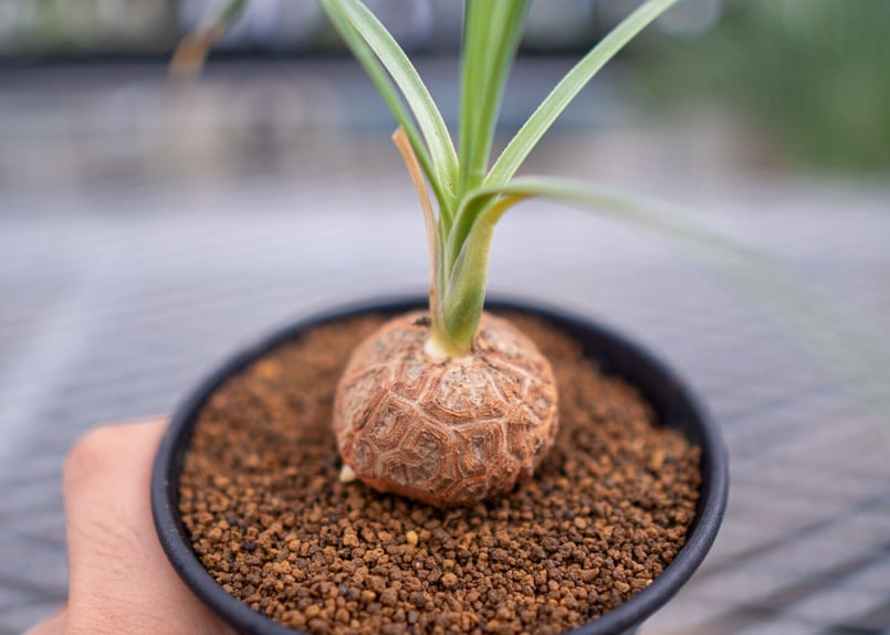 ボーカルネア グラキリス | mana's farm:塊根植物・アガベ・ドライ