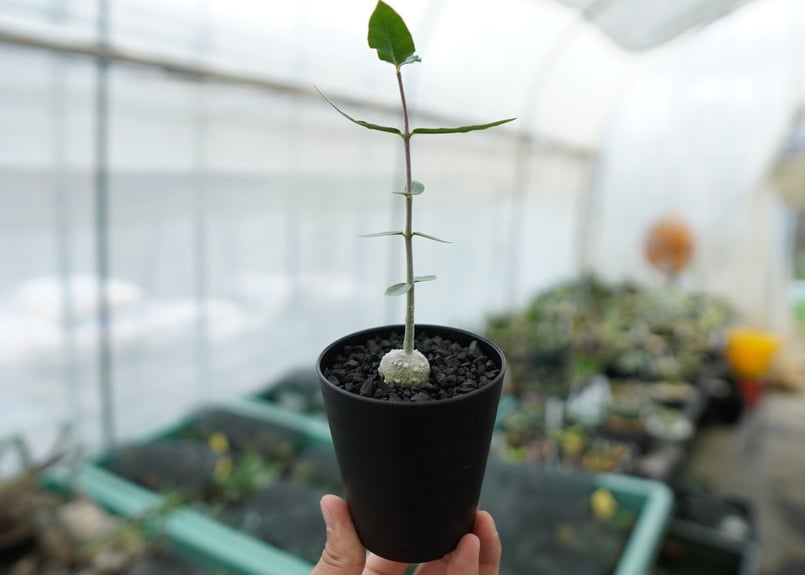 フォッケア エデュリス Fockea edulis | mana's farm:塊根植物・アガ