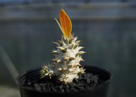 パキポディウム　デンシフローラム Pachypodium densiflorum   No.3