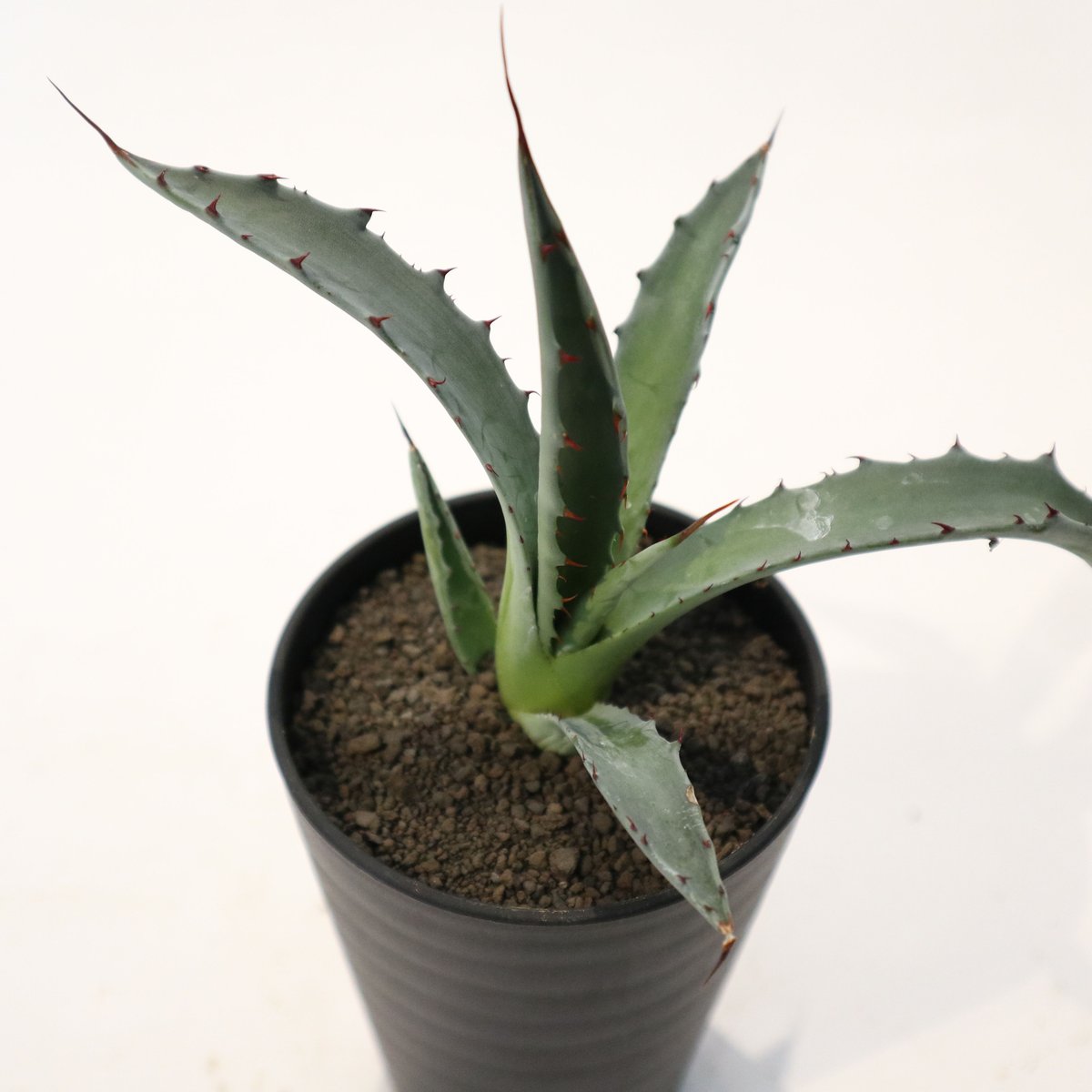 現品 アガベ レオブライト 61番 幹上がり 根上り 観葉植物 ドライ