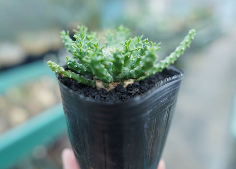 ユーフォルビア　ゴルゴニス ユーフォルビア・ゴルゴニスの基本情報・育て方｜多肉植物