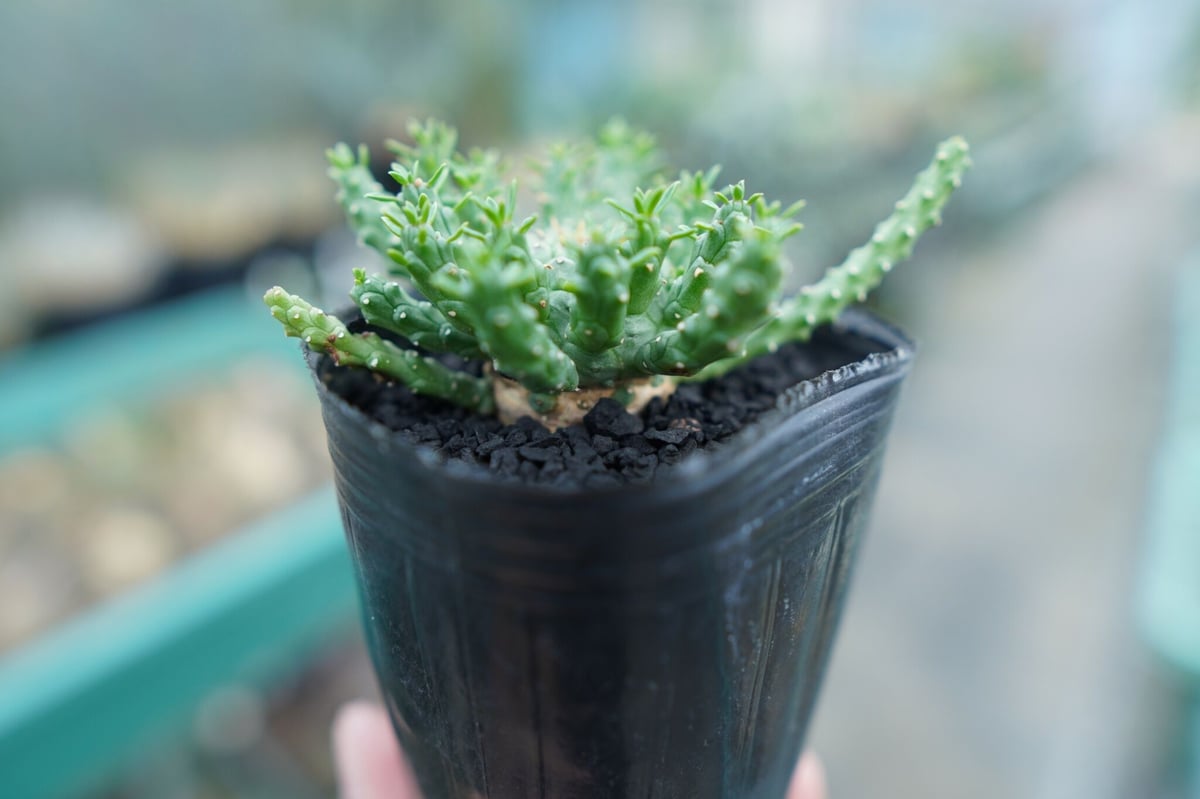 ユーフォルビア ゴルゴニス Euphorbia gorgonis No.1 | mana's