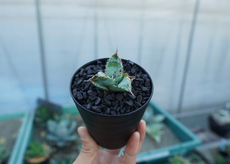 アガベ　チタノタ　ライオンズメーン　Agave titanota Lion's Mane