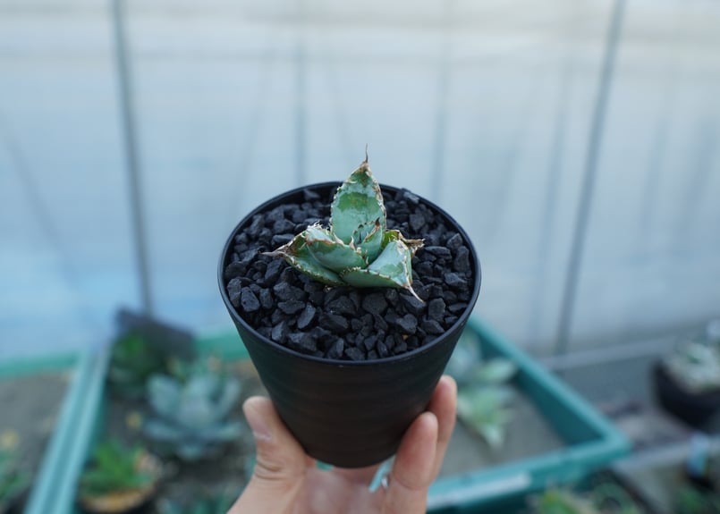 アガベ チタノタ ライオンズメーン Agave titanota Lion's Mane